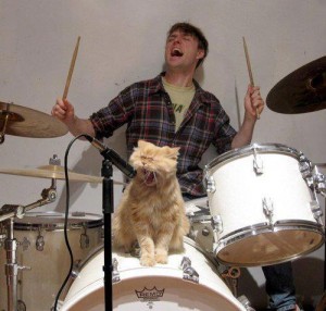 Image - cat sitting on drum and singing with drummer